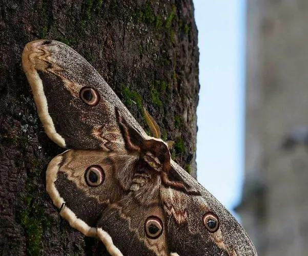 Sul Gizio * Pettorano sul Gizio