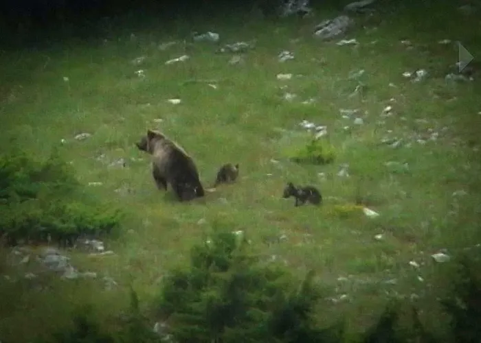 Sul Gizio Nyaraló *